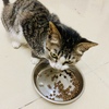 我有一只虎斑猫，希望有心人领养它！