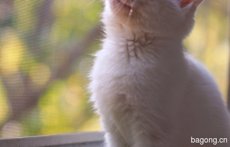 一只三个月大的小白公猫求领养5
