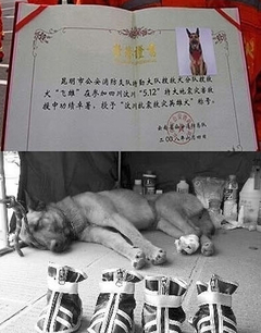 ：那场刻骨的灾难中，搜救犬飞雄钻进废墟救人，却被坍塌的石板砸在里面。当战士们将它挖出的时候，它已经奄奄一息，内脏被砸烂了。训导员抱着它，就像抱着自己孩子一样，泪水已经满面。后来，训导员用手紧紧卡住飞雄的脖子。过了一会，飞雄不动了