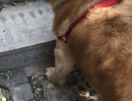 寻狗启示，拉斐，金毛，公狗，已...