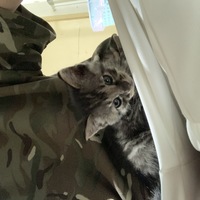 捡到一只小奶猫 找领养人