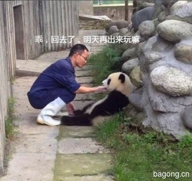 世界上最容易被抱大腿的工作：熊猫驯养师。11