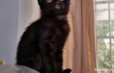 广州西村附近三个月小黑家猫求领养3