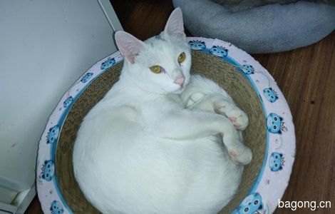 小白猫帅哥寻有缘人领养1