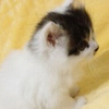 中华田园猫:王小小