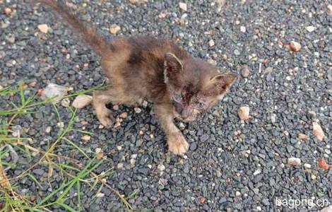 流浪小猫一只，需要领养的人来收...