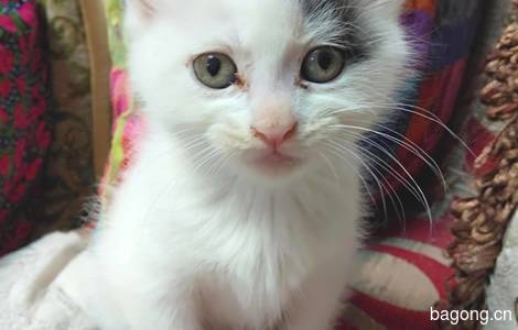 可爱小猫眯一个月大, 爱心送养0