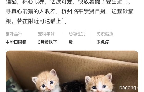 了不起的猫妈妈给它们喂到半个月大，现在喝羊奶粉一个月了4