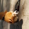 一只忠心的田园犬，求好人家收养看家护院特别给力。