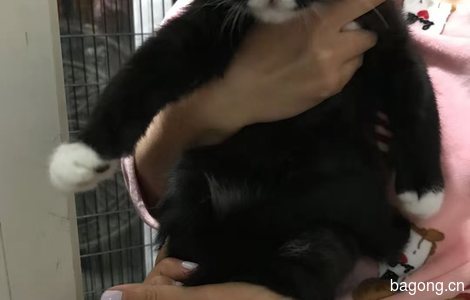 北京小黑猫求领养！0