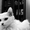重庆沙坪坝白色长毛小猫找主人