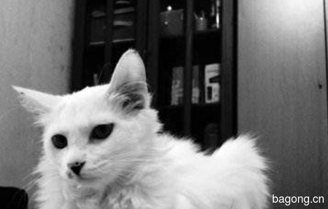 重庆沙坪坝白色长毛小猫找主人0