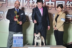 神兜兜法国斗牛犬舍0