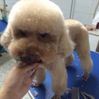 犬驿站宠物 封面小图