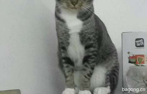 体貌特征:中华狸花猫一岁半成年...