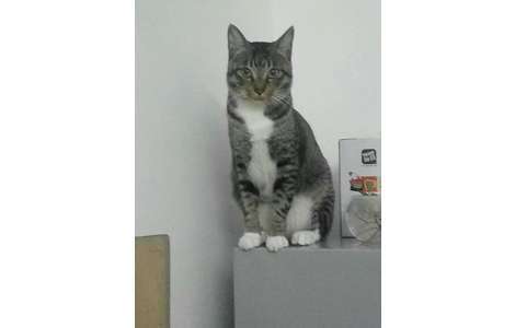 体貌特征:中华狸花猫一岁半成年...