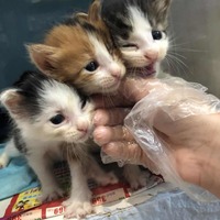 4只小奶貓 兩公兩母