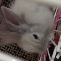 家里兔兔意外生的小兔兔找领养啦