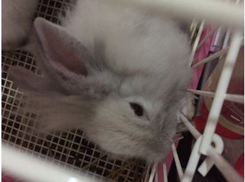 家里兔兔意外生的小兔...