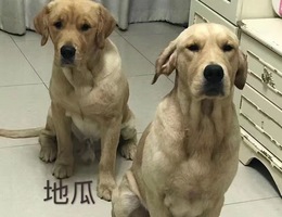 寻狗启示
家有两名金毛爱犬，名...