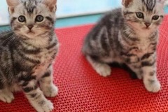 二仔猫猫生活馆0