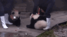 世界上最容易被抱大腿的工作：熊猫驯养师。1