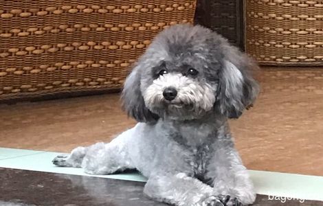 现金寻狗，爱狗披萨（公，灰色迷...