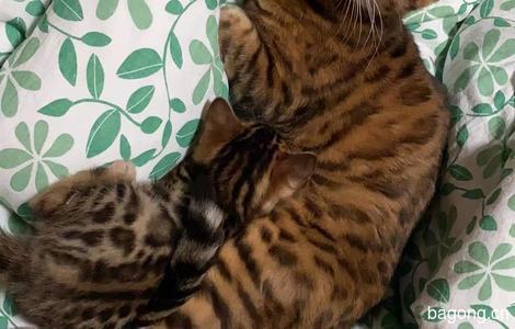 家养豹猫免费领养。一只公猫，两只母猫。2