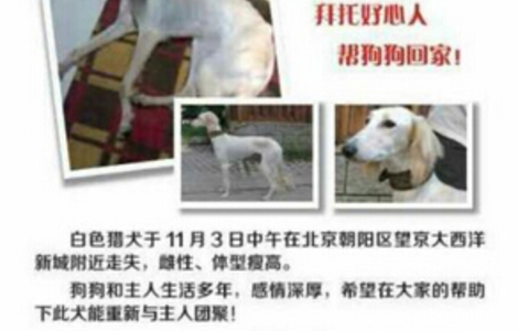 白色猎犬于11月3日在北京朝阳区望京大西洋新城附近走失