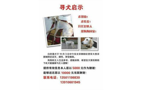 白色猎犬于11月3日在北京朝阳区望京大西洋新城附近走失