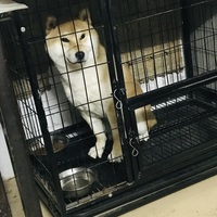 一只三岁柴犬需要找个好人家