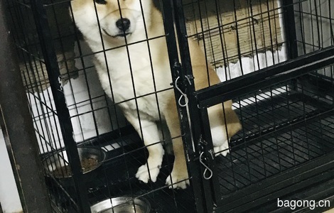 一只三岁柴犬需要找个好人家0