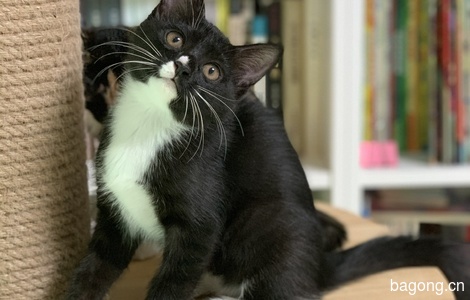 小黑猫（奥利奥）免费送养！0