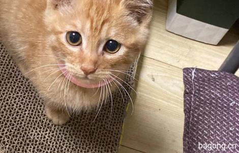 三个月大的小橘猫希望能找个有责任心的铲屎官3
