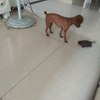 泰迪狗狗名叫豆豆是跟妈妈出去散...