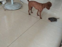 泰迪狗狗名叫豆豆是跟妈妈出去散...