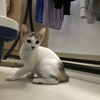 不足3月母猫找爱猫人士收养