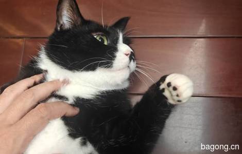 奶牛猫找领养1