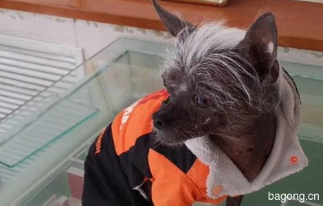 10.10上午在燕郊北欧小镇南门发现一只狗狗