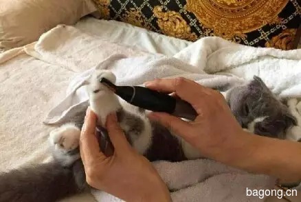 一个网友po出的给自己家猫做护理的过程，这生活品质...活得不如猫啊！1