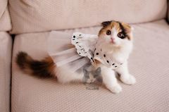 ：高低折耳猫