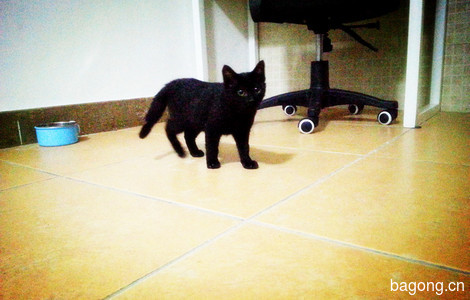 圆滚滚的小黑猫，3个月大，求靠谱爹妈领养2