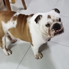 英国斗牛犬，公犬，需要找个好人家