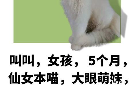 5个月大的漂亮小猫咪等待领养中1