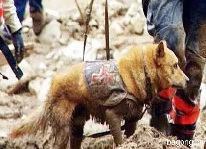 差点被安乐死的小宠物们  在人类遇到危难时刻  却变成英雄9