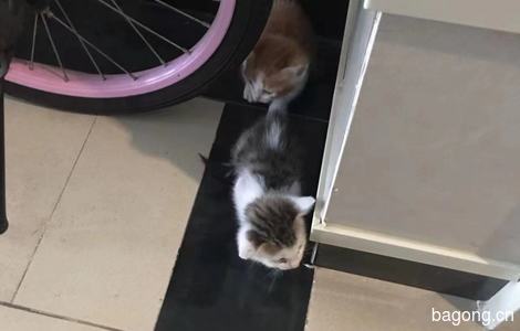 两只小猫咪（橘白+狸花白，很可爱）0
