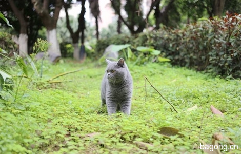 英短种猫退役找领养8