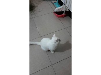 9个月大的白色小公猫...