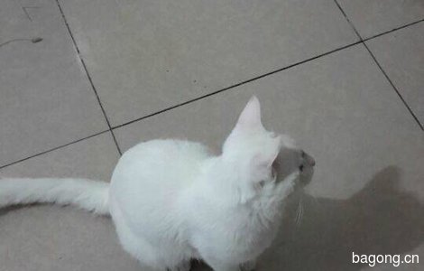 9个月大的白色小公猫免费找领养(限北京)0