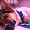 名叫百合女孩中型犬，已经绝育免疫，给它找过一个家，没半个月因调工作退养了